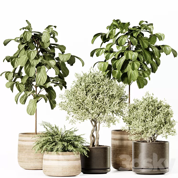 Indoor Plants Set 022 3D Model Free