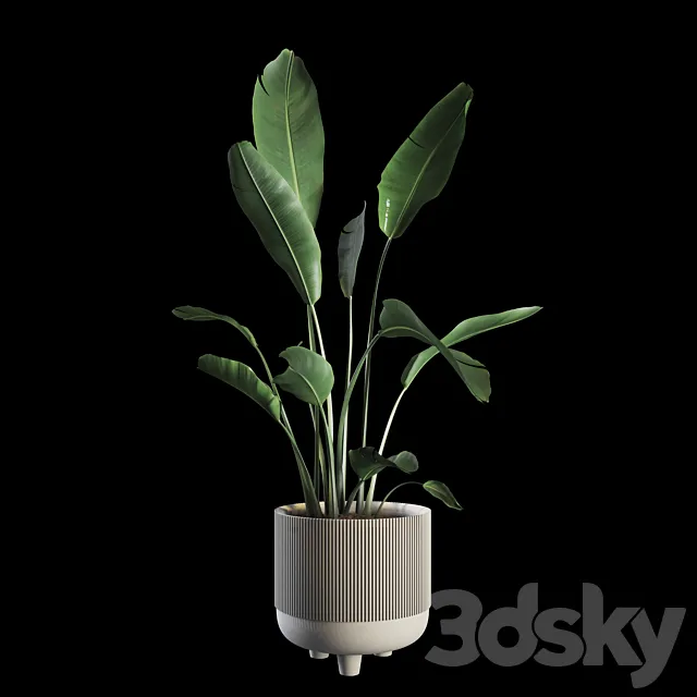 Indoor Plants Set 04 3DModel