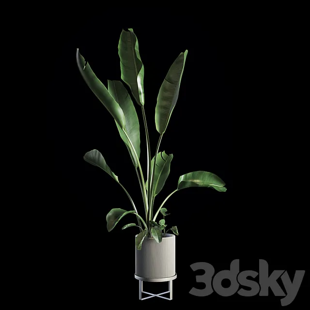 Indoor Plants Set 05 3DModel