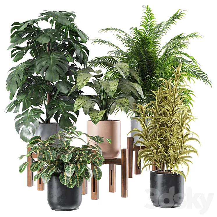 Indoor Plants Set 1 3D Model Free