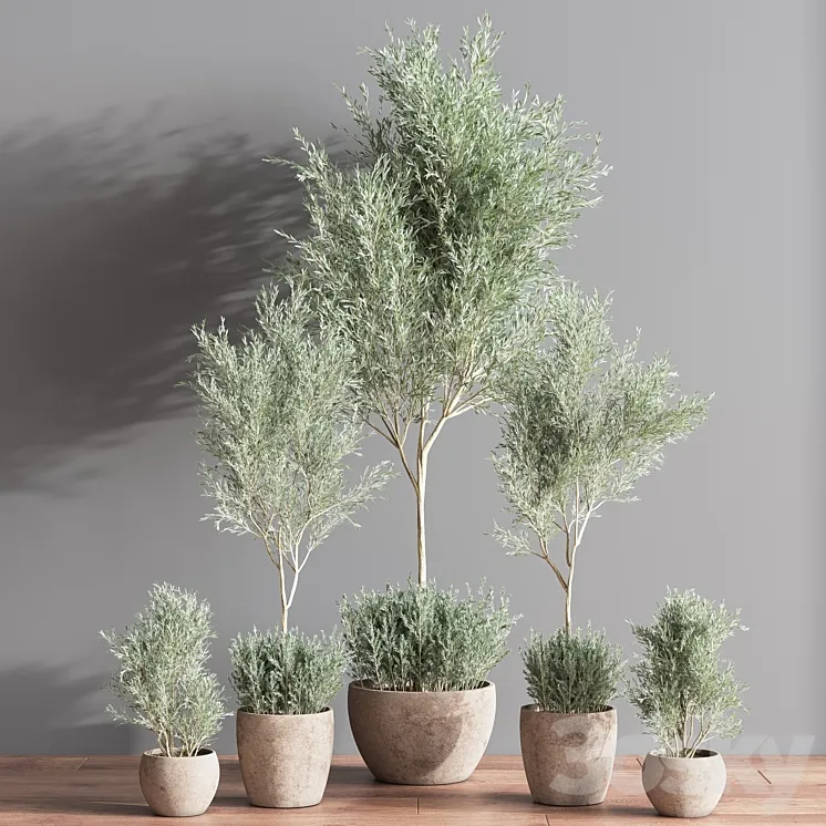 Indoor_Plant_olive_Set_07 3D Model Free
