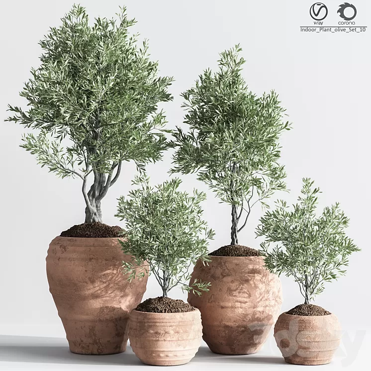 Indoor_Plant_olive_Set_10 3D Model Free