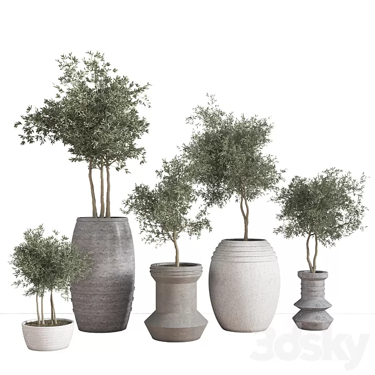 indoor_plant_set_29 3D Model