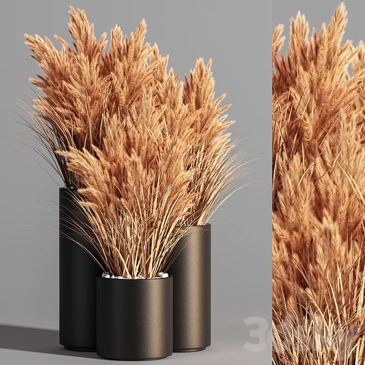 Indoor_Plant_Set_48 (pampas) 3D Model