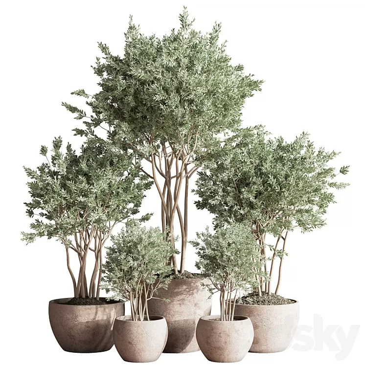 Indoor_Plant_Set_61 3D Model Free