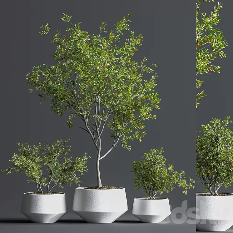 Indoor_Set_Plant_08 3D Model Free