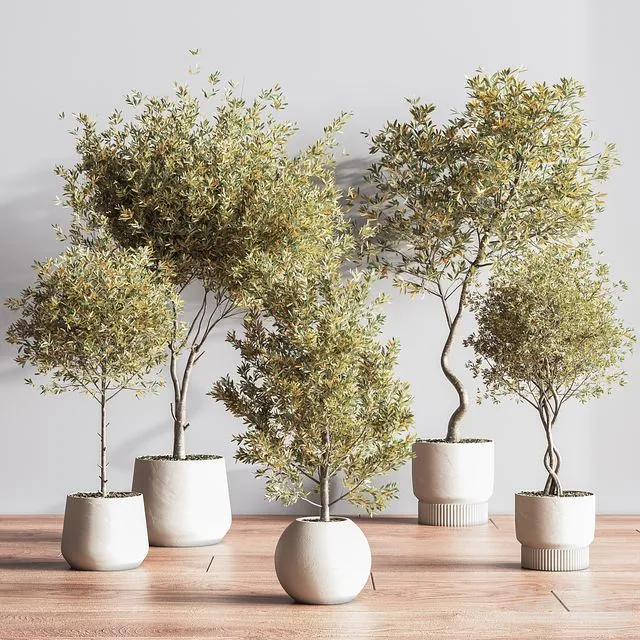 IndoorSetPlant054 3D Model