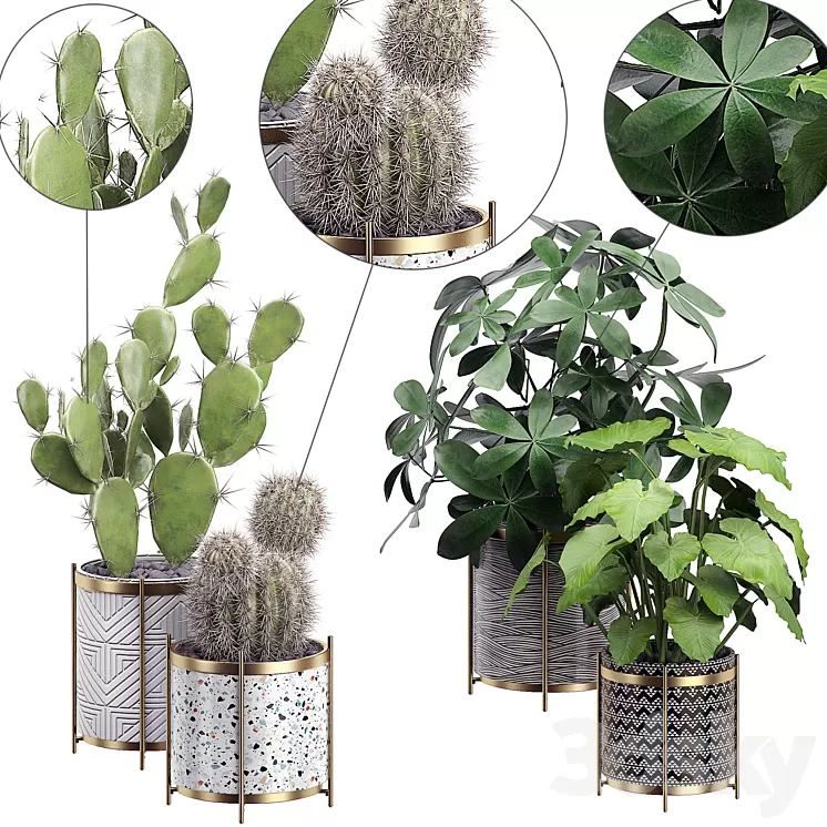 INTERIOR FLOWER PACK 19 - CACTUS. Part 3 3D Model