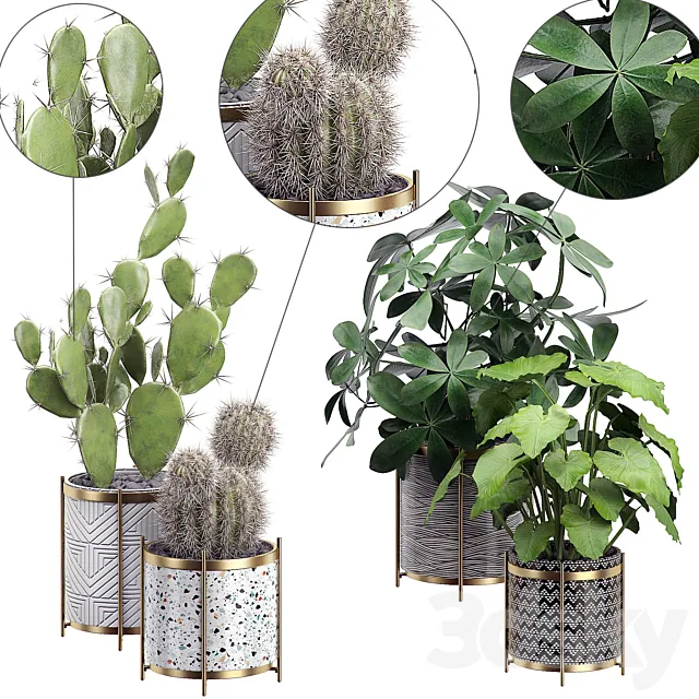 INTERIOR FLOWER PACK 19 - CACTUS. Part 3 3DModel