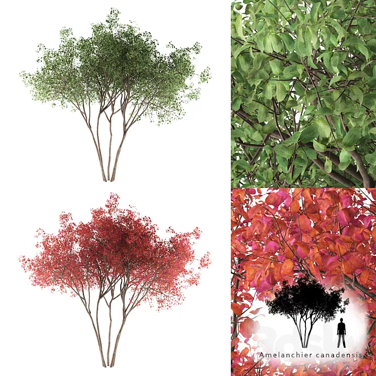 Irga Lamarca Canadian solitaire | Amelanchier canadensis 3D Model