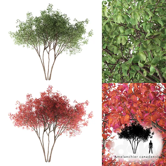 Irga Lamarca Canadian solitaire | Amelanchier canadensis 3DModel