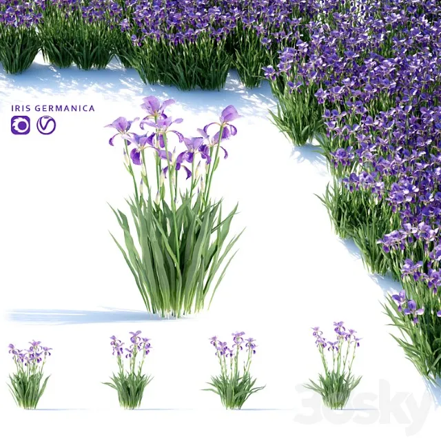 Iris Borodatyi Tsvety Iris Germanica 3D Model Free