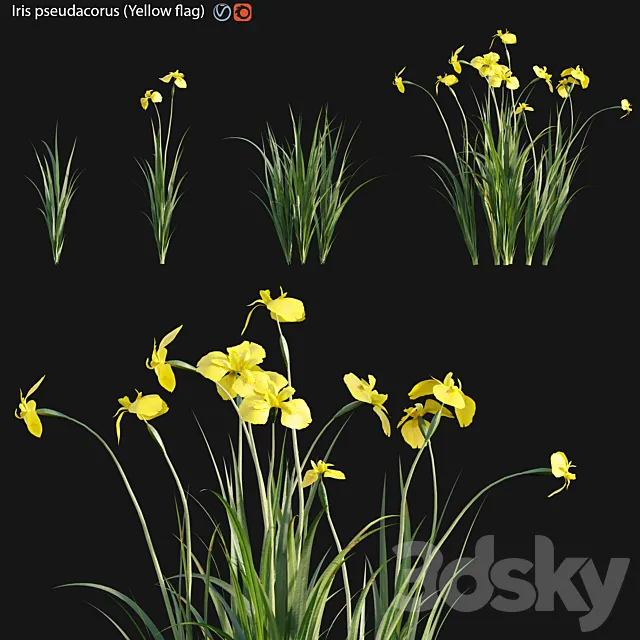 Iris pseudacorus – Yellow flag – 01 3D Model