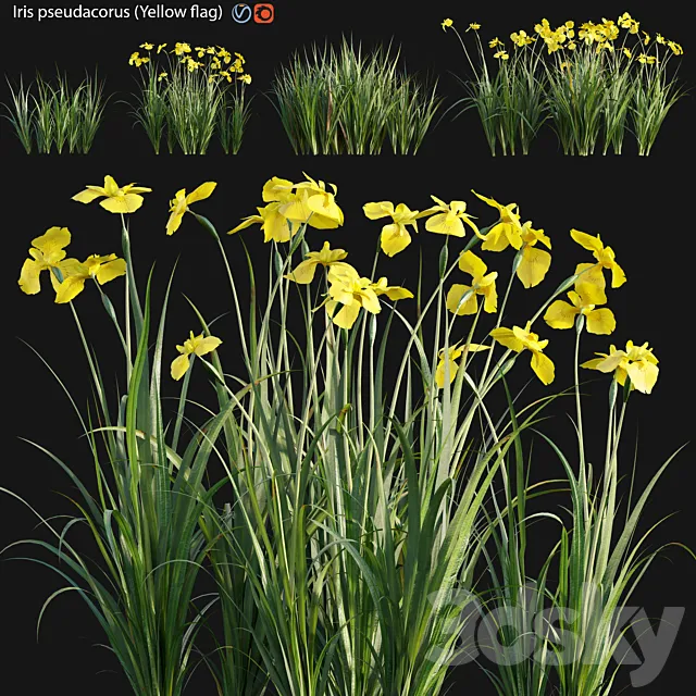 Iris pseudacorus - Yellow flag - 02 3D Model