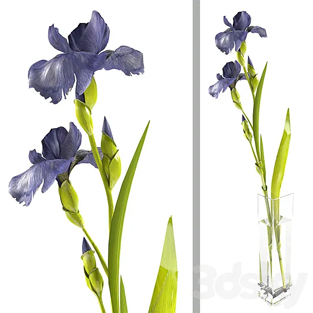 Irises 3D Model