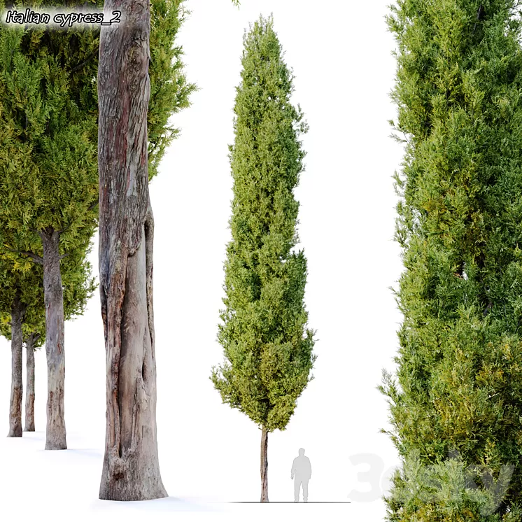 italian cypress 2 3D Model