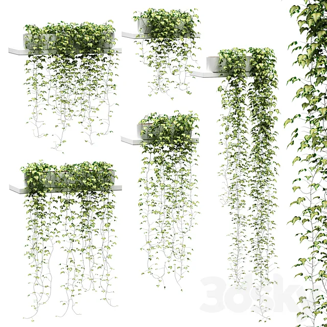 Ivy for shelves v2 3DModel