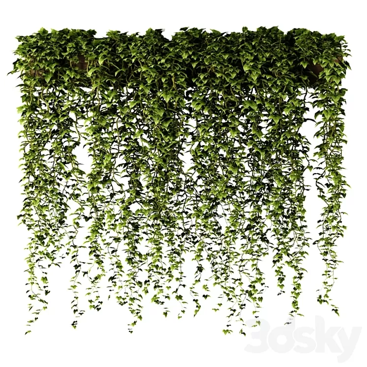 Ivy in a long rectangular planter