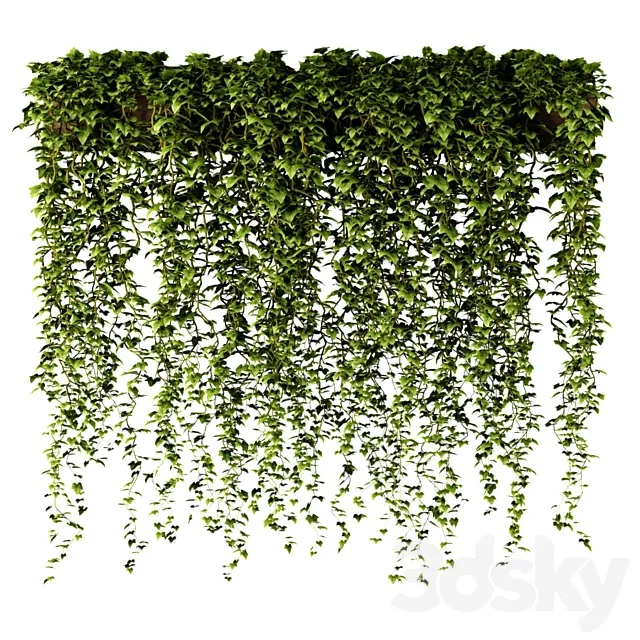 Ivy in a long rectangular planter 3DModel