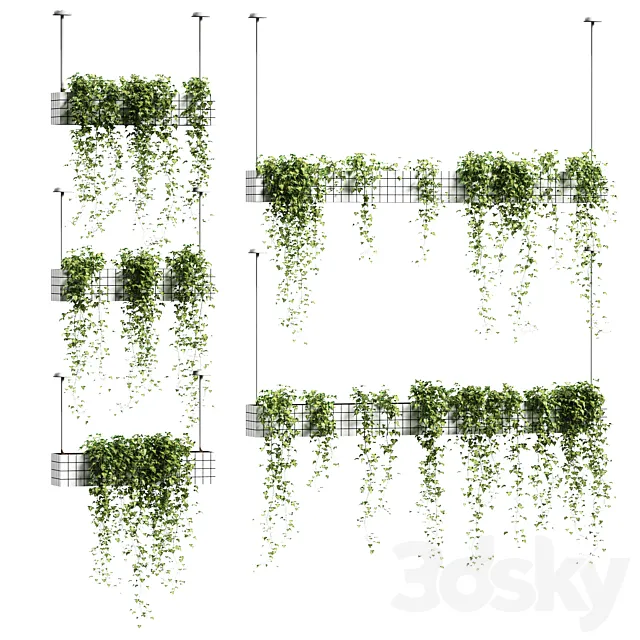 Ivy in hanging flower pots. 5 models 3DModel
