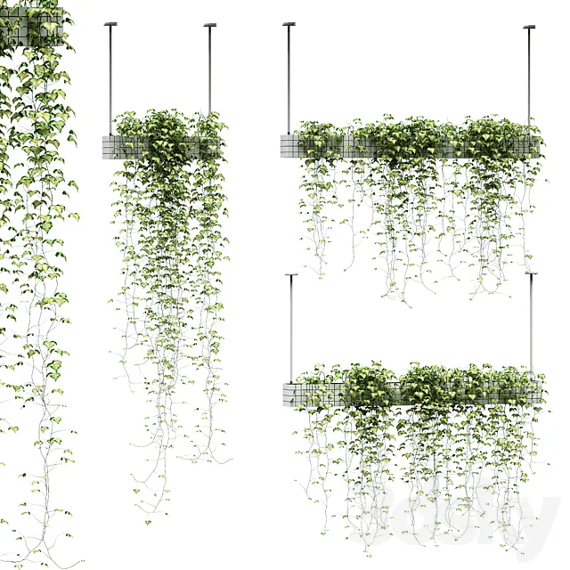 Ivy in hanging pots. 3 models Free Download