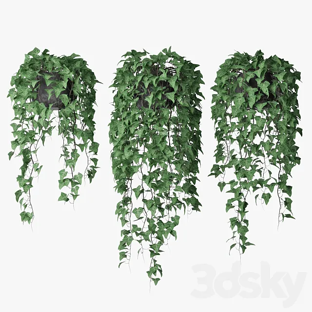 Ivy in pot 09 3DModel