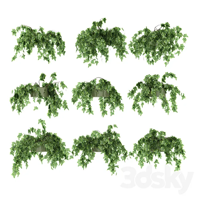 Ivy in pot v2. 9 models 3D Model