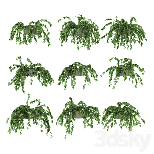 Ivy in pot v3. 9 models 3D Model