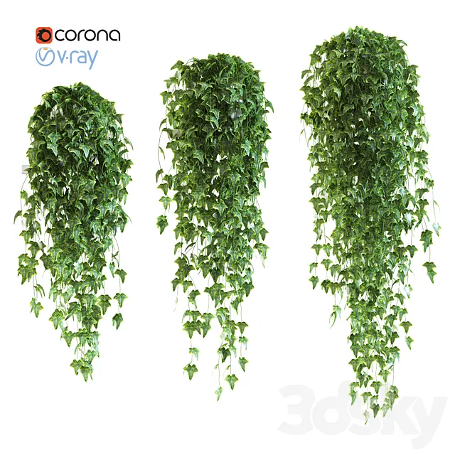 Ivy in pot v4. 3 products 3DModel