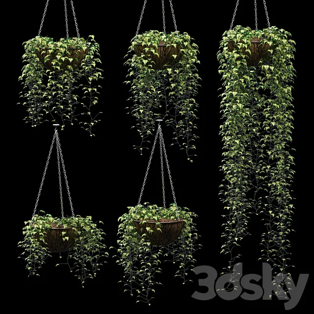 Ivy in pots. 5 models 3D Model