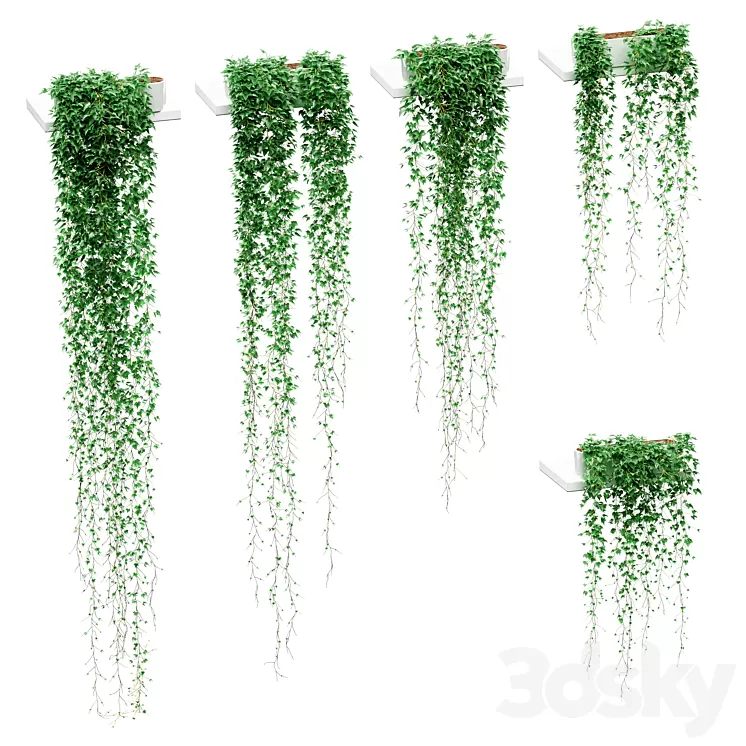 Ivy in pots on the shelves. 5 models 3D Model