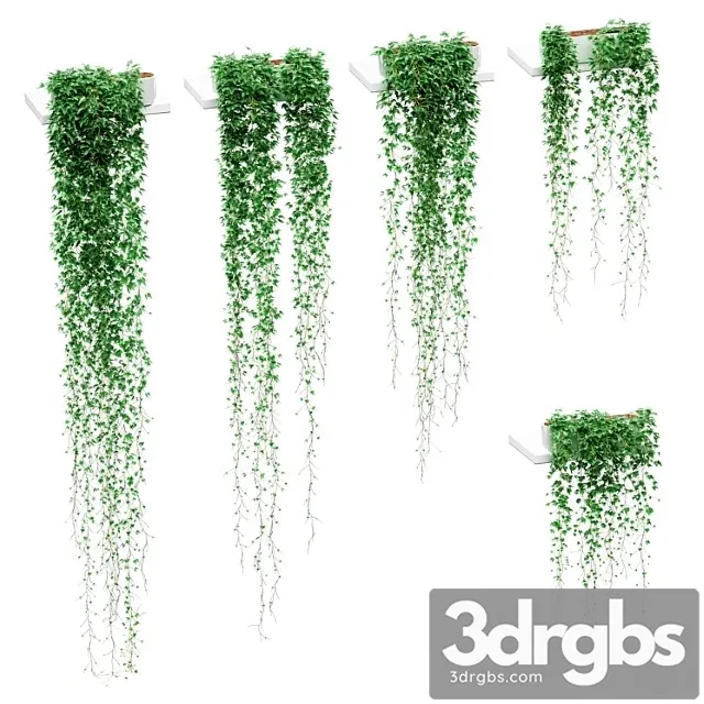 Ivy in pots on the shelves. 5 models