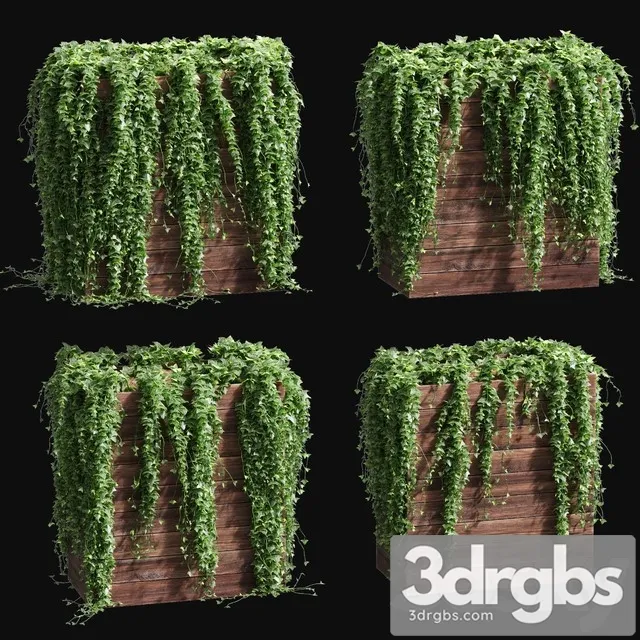Ivy in Tubs 4 Models 3D Model Free
