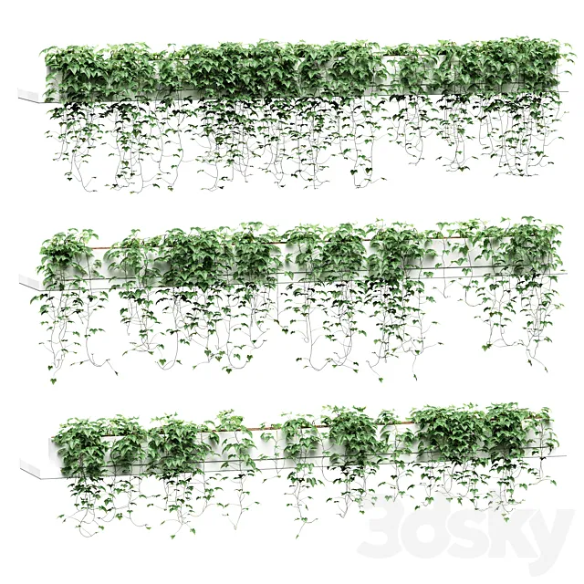 Ivy on long shelves. 3 models 3D Model