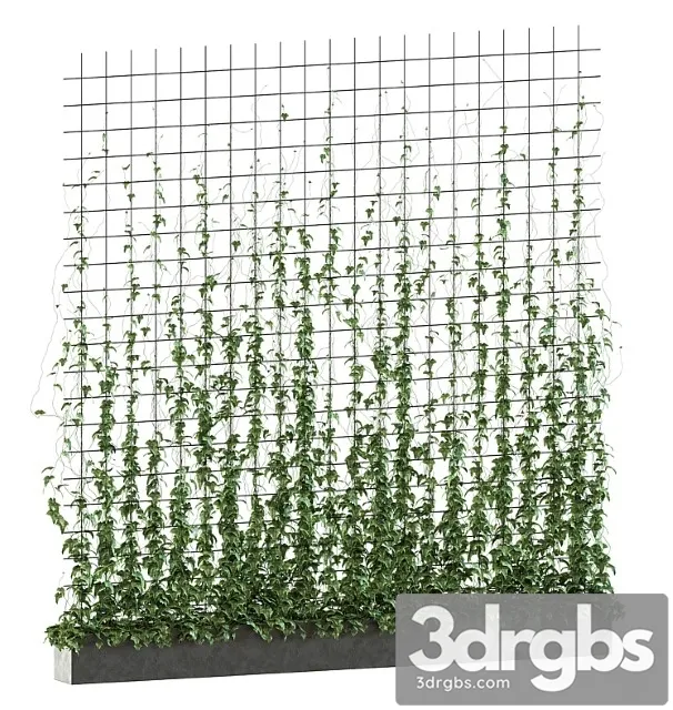 Ivy on the grid v2