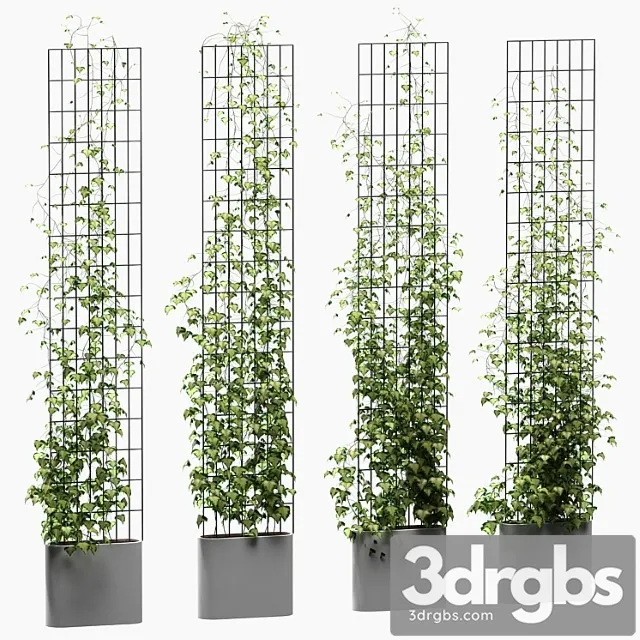 Ivy on the Lattice 4 Models 3D Model Free