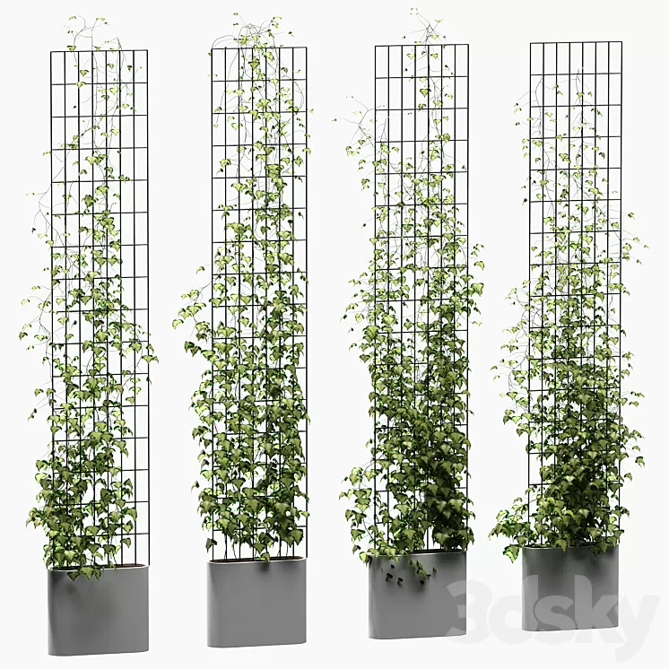 Ivy on the trellis. 4 models 3D Model