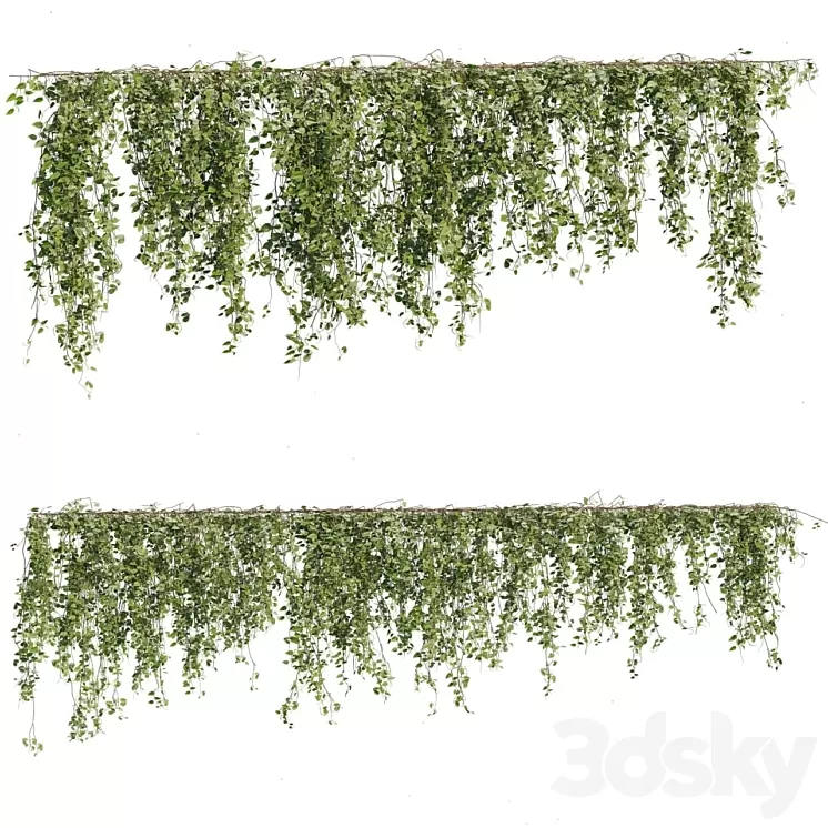 Ivy Plants 05 3D Model Free