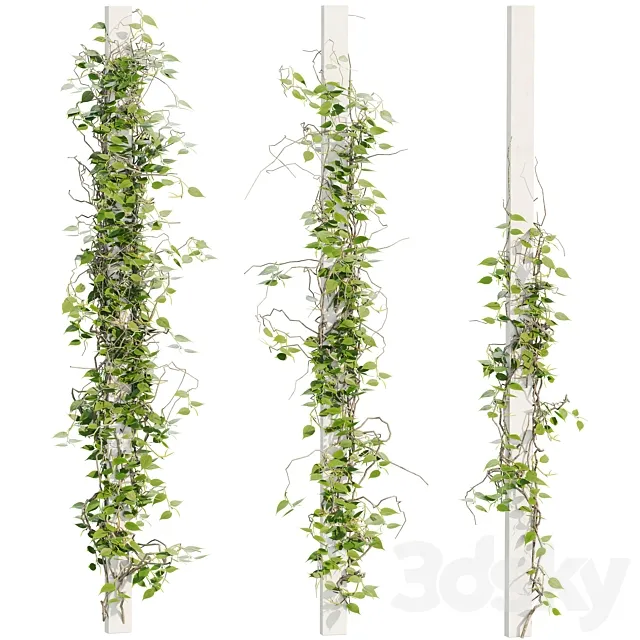 Ivy Plants 16 3D Model