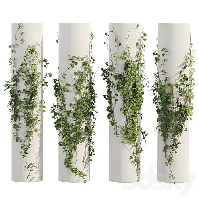 Ivy Plants 3DModel