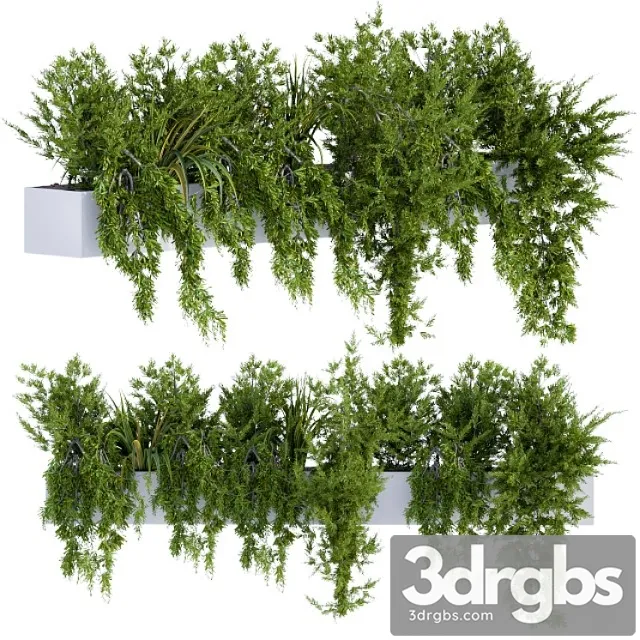 Ivy Plants In Box 3D Model Free