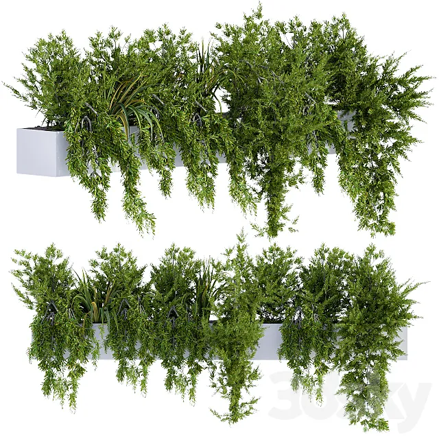 ivy plants in box 3D Model