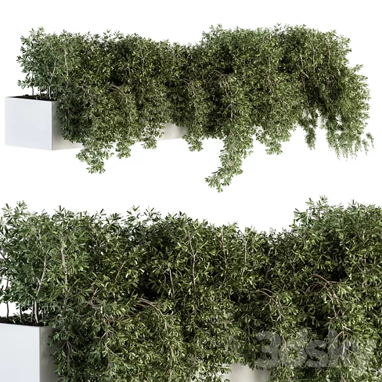 ivy plants in box - Outdoor Set 80 3D Model