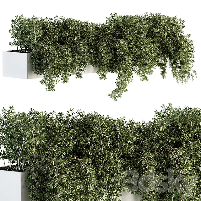 ivy plants in box - Outdoor Set 80 3DModel