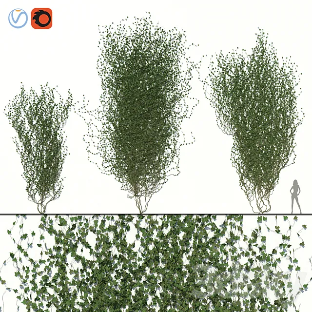 Ivy Wall 02 3D Model