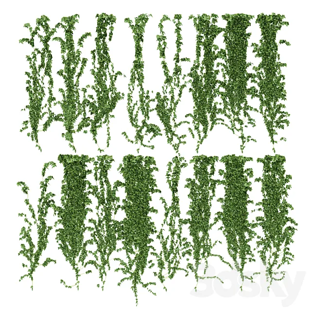 Ivy wall. 16 species 3D Model
