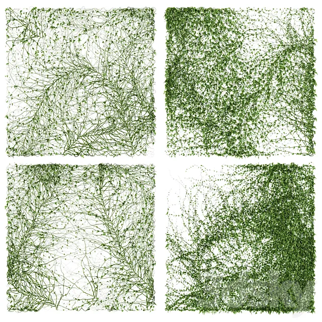Ivy Wall. 4 models. v2 3D Model