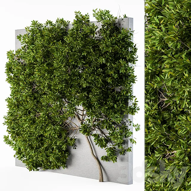 Ivy wall plants 02 3DModel