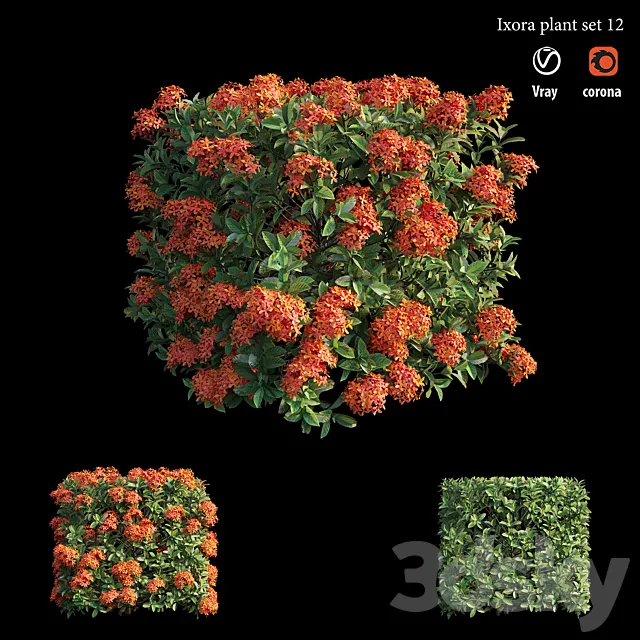 Ixora plant set 12 3D Model