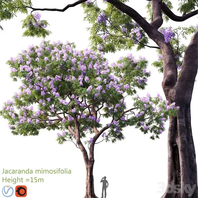 Jacaranda mimosifolia 3D Model